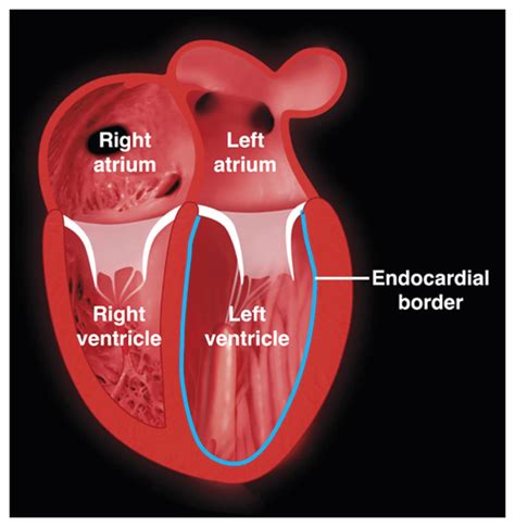 left ventricular function function